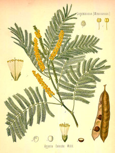 An illustration of the Masonic symbol of the sacred acacia plant. 