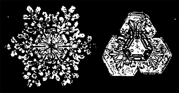 Direct Photographs of Snow Crystals